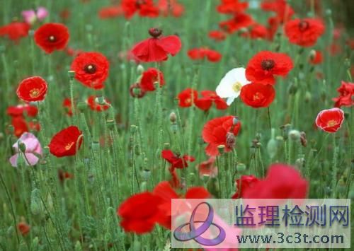 虞美人.jpg (31.11 KB).jpg