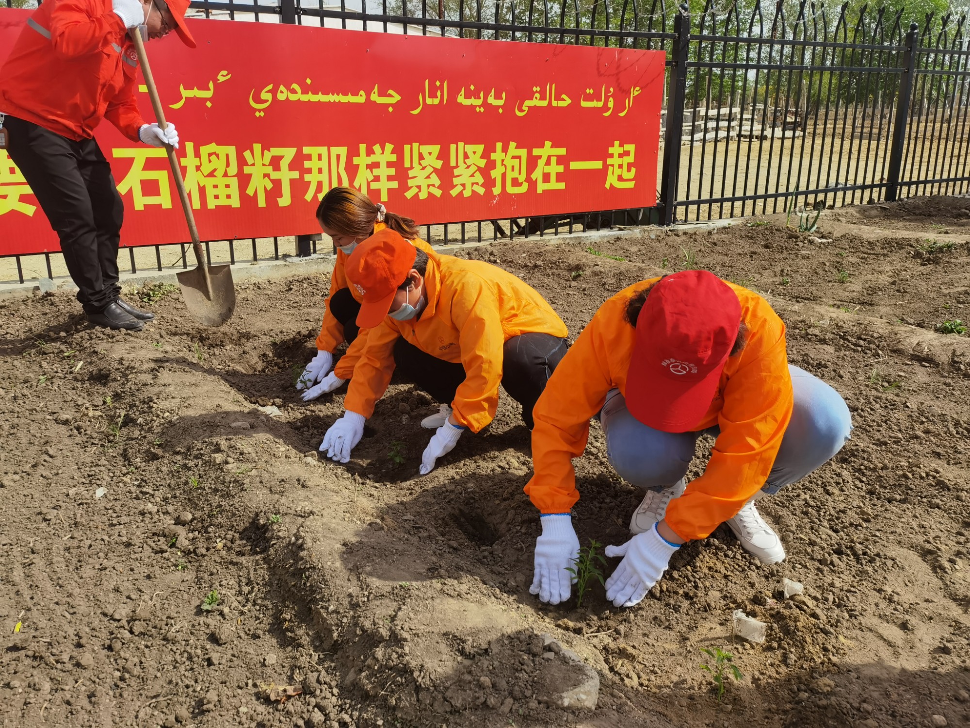 哈巴河公路管理分局组织干部职工前往别列则克村驻村队植树种菜 图：马晨.jpg