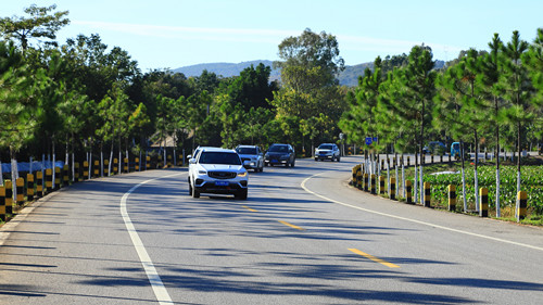 团山村路段松树成排_副本.jpg 团山村路段松树成排_副本.jpg